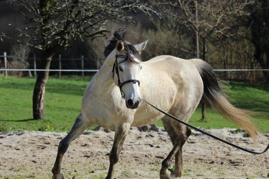 Photo déco cheval