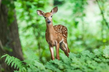 Photo déco biche