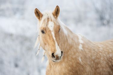 Photo déco cheval