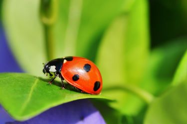 Photo déco coccinelle