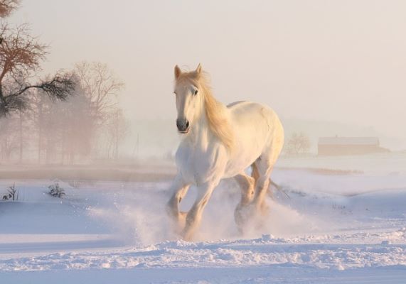 Photo déco cheval